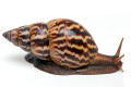 Achatina weynsi Congo adult